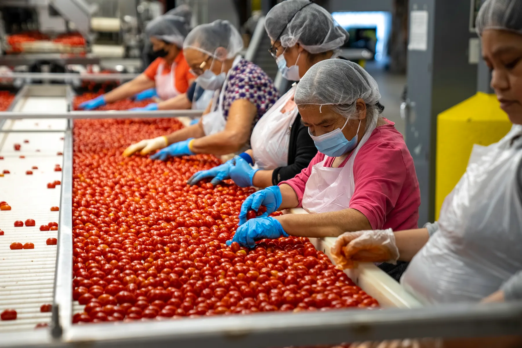 Food-production workers sorting tomatoes on a processing line while wearing hygiene equipment